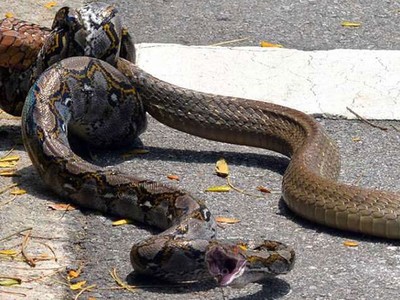 Trận chiến đường phố "một mất một còn" giữa rắn hổ mang chúa và trăn gấm