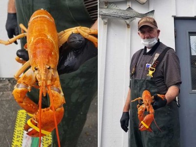 Tỷ lệ xuất hiện 1/30 triệu, con tôm hùm "siêu quý hiếm" suýt bị cho vào nồi