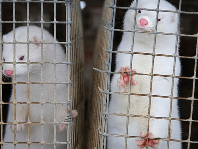 Hơn 8.000 con chồn chết vì nhiễm Covid-19 tại Mỹ