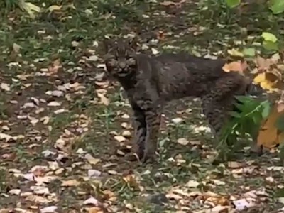 Linh miêu đen huyền bí do đột biến gen "siêu hiếm" trong tự nhiên bị bắt gặp tại bang Vermont