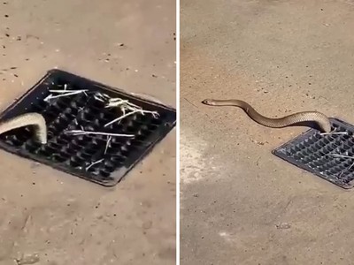 Rợn người khoảnh khắc loài rắn độc nguy hiểm nhất nước Úc bò lên từ nắp cống nơi bãi biển đông người