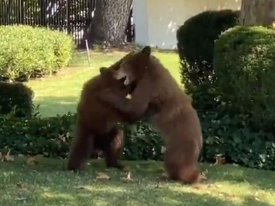 Nghe tin trình báo có đàn gấu xuất hiện nơi dân cư, khi đến nơi cảnh sát mới "ngã ngửa" vì bất ngờ