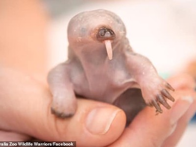 Thú lông nhím mồ côi mẹ ngay sau sinh, gây "bão" trên mạng xã hội vì vẻ ngoài đáng yêu