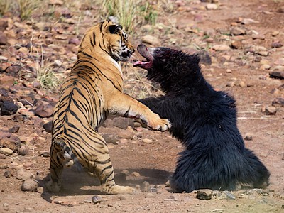 Bảo vệ con nhỏ, gấu mẹ liều cả tính mạng đối đầu với con hổ dữ