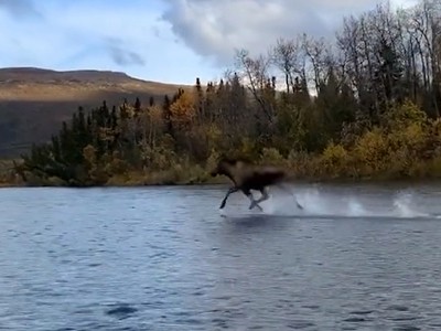 Con nai thi triển kỹ năng "lăng ba vi bộ" trên mặt nước