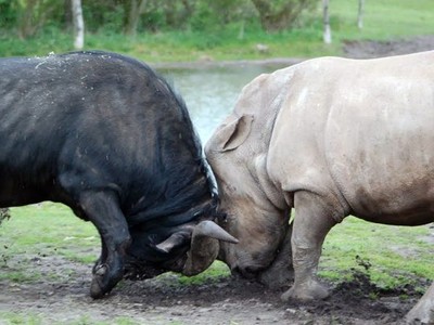 Trận chiến cực căng giữa trâu rừng với tê giác