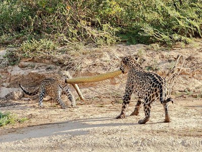 "Quái thú" khổng lồ Anaconda trở thành trò chơi kéo co của mẹ con nhà báo đốm