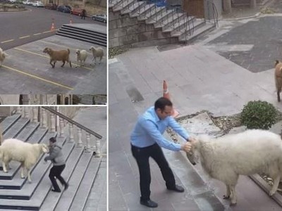 Cuộc “tập kích” chớp nhoáng Tòa thị chính thành phố ở Thổ Nhĩ Kỳ bởi liên quân dê và cừu