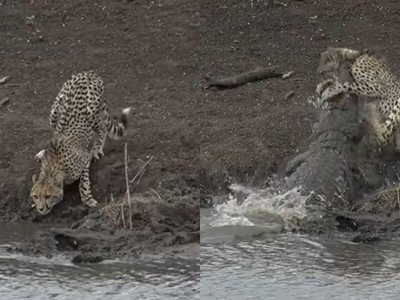 Bất cẩn khi uống nước, báo săn gêpa bị cá sấu chúa kéo xuống hồ ăn thịt