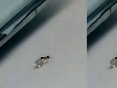 Đạo chích "siêu nhỏ" táo tợn trộm kim cương