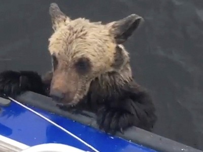 Khuôn mặt phờ phạc của con gấu khi suýt chút nữa thì chết đuối.