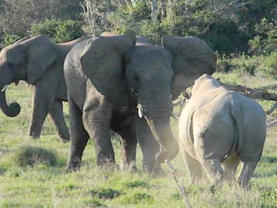 Hùng hổ tấn công đàn voi châu Phi, con tê giác nhận phải cái kết ê chề