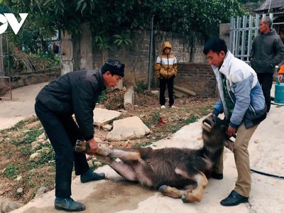 Tỉnh Điện Biên đã có hơn 90 con gia súc bị chết do ảnh hưởng của rét đậm, rét hại.