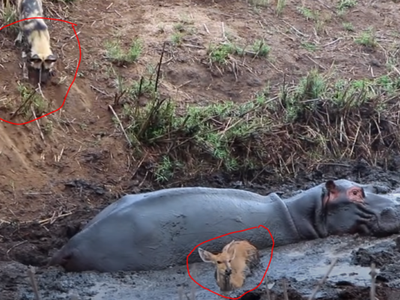 Ranh giới mong manh giữa bạn và kẻ thù trong tự nhiên hoang dã