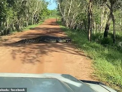 Chỉ có thể thấy ở Úc: Cá sấu khổng lồ "thản nhiên" băng qua đường như đi chợ