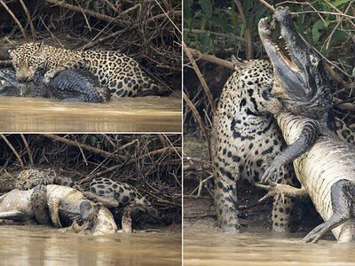 Tinh tế và dũng mãnh, báo đốm giành chiến thắng thuyết phục trước cá sấu khổng lồ 