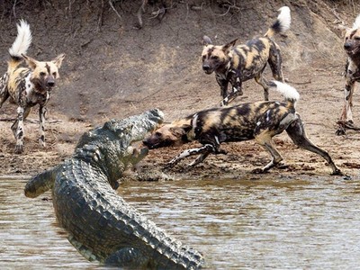 Khí chất của "vị vua đầm lầy", một mình cá sấu chấp hết đàn chó hoang châu Phi chục con hung hãn