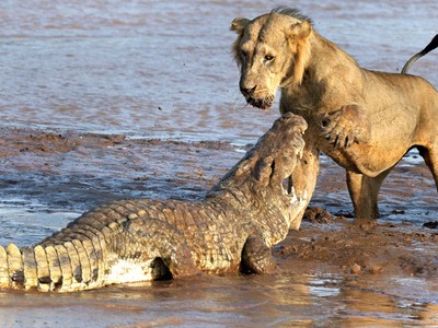 Tranh giành miếng mồi ngon, sư tử đại chiến cá sấu