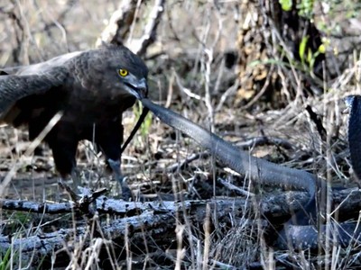 Lạnh lùng, bình tĩnh rắn hổ mang chống đỡ cực "dẻo" trước đợt tấn công dồn dập đến từ chim đại bàng