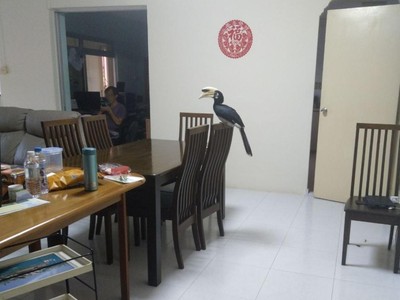 Mặc dù làm khách nhưng tự nhiên còn hơn cả chủ. Nguồn: Facebook/hoxiangtian.