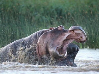 Khi loài động vật nguy hiểm bậc nhất ở châu Phi không giữ được "cái đầu lạnh"