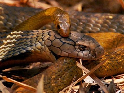 Đụng độ nhầm Vua của loài rắn, con rắn chuột nhận cái kết thảm khốc