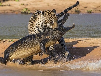 Chiến thuật săn mồi chuẩn xác như trong sách giáo khoa, báo đốm chỉ dùng một chiêu hạ gục cá sấu caiman