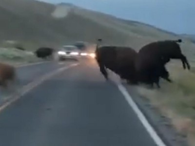 Tranh giành con cái, bò rừng bison húc nhau chí tử giữa đường cao tốc 