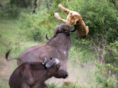 Mãi là huynh đệ tốt, trâu rừng không màng nguy hiểm, húc văng con sư tử lên không trung giải cứu bạn mình