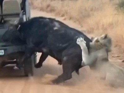 Bị đàn sư tư săn đuổi, con trâu hoảng loạn húc tung xe của khách du lịch