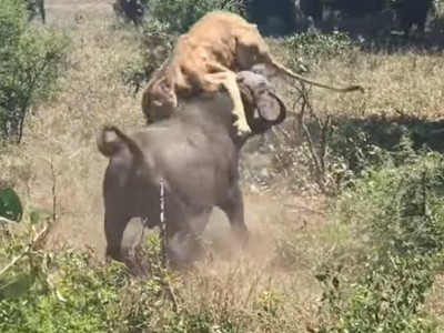 Khi sa cơ lỡ vận, sư tử "cay đắng" chịu cảnh bị trâu rừng tấn công, lùa chạy như vịt