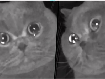 Mèo cưng rưng rưng nước mắt khi bị chủ nhân bỏ lại một mình