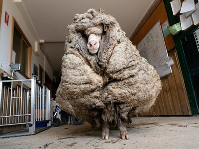 Cừu Baarack trông như một fashionista sành điệu khi mới được tìm thấy.