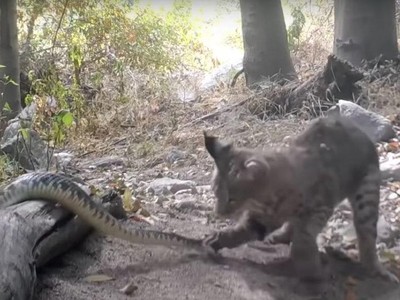 Linh miêu "đả" rắn đuôi chuông cực độc trên đồi Cali