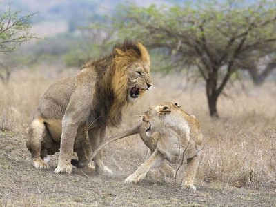 Ngứa mắt trước bầy sư tử cái ăn uống không có phép tắc, sư tử đực đầu đàn ra tay "dạy dỗ"