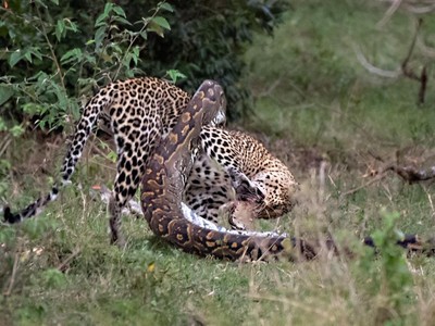 Báo hoa mai suýt bỏ mạng vì chọn trăn đá châu Phi khổng lồ làm con mồi đi săn