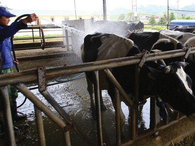 Sau khi sáp nhập GTN, VLC sẽ đầu tư một trang trại bò thịt quy mô khai thác 20.000 con/năm.