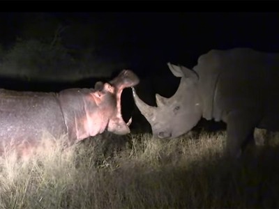 Con hà mã "lầy lội" đi chọc tức đàn tê giác, nhận ngay bài học đắt giá