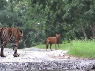 Hổ Bengal đua tốc độ cùng sói đỏ, nhận cái kết hài hước