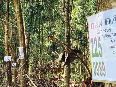 Cơn sốt đi qua, sự vắng lặng trở lại.