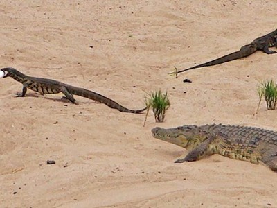 Nhiệm vụ bất khả thi: Kỳ đà trộm trứng của cá sấu