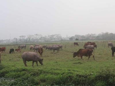 Đồng ruộng tại xã Phú Xuân, huyện Bình Xuyên rộng hàng trăm ha, phần lớn bị bỏ hoang. (Ảnh: Nguyễn Trọng Lịch/TTXVN).