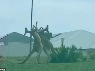 Trận ẩu đả kinh hoàng giữa 2 con chuột túi Kangaroo giữa phố