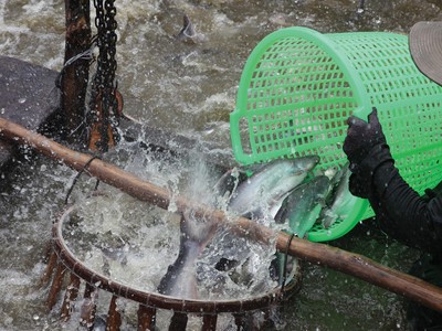 AAM mới tự chủ được 50% nguyên liệu đầu vào. Ảnh: Dũng Minh.