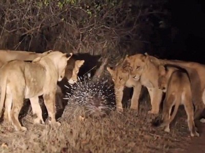 Con nhím trong vòng vây của đàn sư tử.