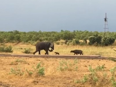 Trâu non "mới nứt mắt" đã đi gây hấn với con voi châu Phi to lớn và cái kết không thể ngờ