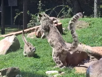 Báo tuyết mẹ "diễn sâu" để dạy báo con kỹ năng săn mồi