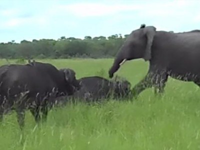 Nghịch dại đá vào đầu trâu rừng, voi con suýt phải trả giá đắt