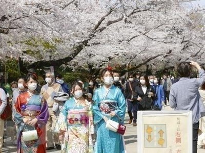 Hoa anh đào nở rộ tại Tokyo, Nhật Bản, ngày 27/3/2021. (Ảnh: Kyodo/TTXVN).