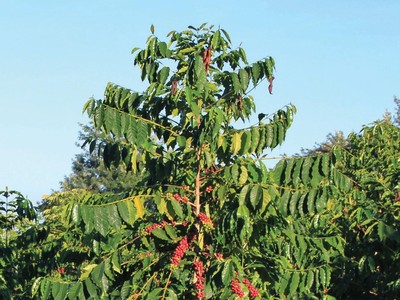 Đạm Phú Mỹ: Một năm vượt khó thành công